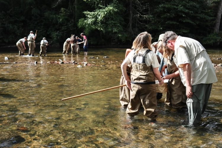 Three groups of individuals standing in a river, each group using a net to collect stream insects.