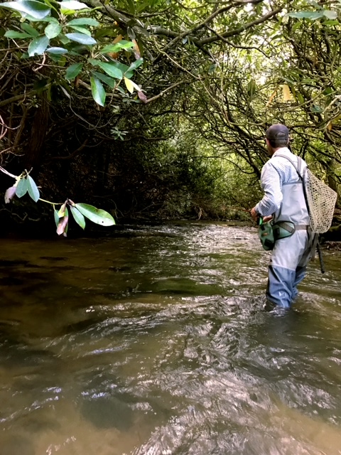 Lone angler standing in a stream beneath a canopy of large shrubs